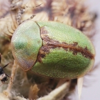 Cassida pannonica