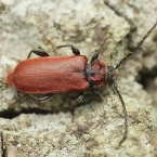 Tesařík rudý (Pyrrhidium sanguineum)